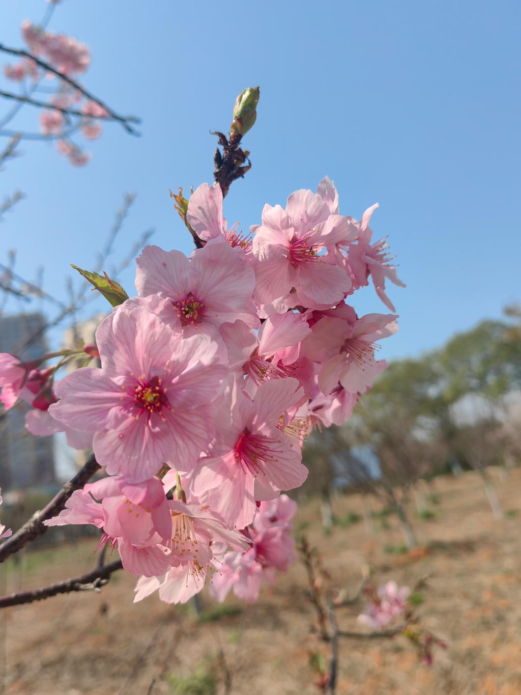 苍洱扎染韵 旧物新生情 湖工学子开展民族技艺体验活动